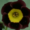 Auricula Dusky Maiden - Abriachan Nurseries